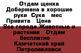 Отдам щенка Добермана в хорошие руки. Сука 5 мес. Привита › Цена ­ 5 000 - Все города Животные и растения » Отдам бесплатно   . Камчатский край,Петропавловск-Камчатский г.